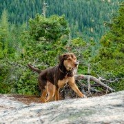 A Dog's Way Home - galeria zdjęć - filmweb