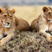 African Cats - galeria zdjęć - filmweb