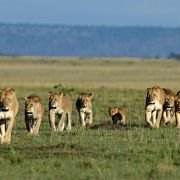 African Cats - galeria zdjęć - filmweb