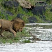African Cats - galeria zdjęć - filmweb