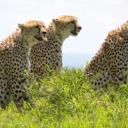 African Cats - galeria zdjęć - filmweb