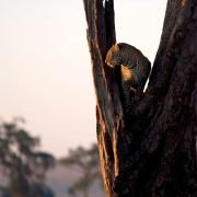 African Cats - galeria zdjęć - filmweb