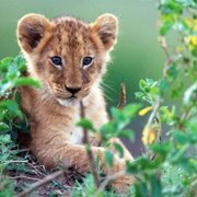 African Cats - galeria zdjęć - filmweb