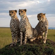 African Cats - galeria zdjęć - filmweb