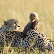 African Cats - galeria zdjęć - filmweb