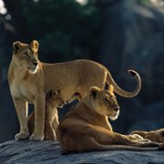 African Cats - galeria zdjęć - filmweb