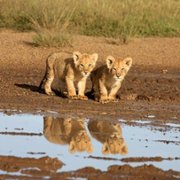 African Cats - galeria zdjęć - filmweb