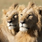 African Cats - galeria zdjęć - filmweb