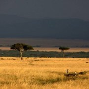 African Cats - galeria zdjęć - filmweb