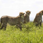 African Cats - galeria zdjęć - filmweb