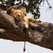 African Cats - galeria zdjęć - filmweb