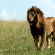 African Cats - galeria zdjęć - filmweb