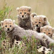 African Cats - galeria zdjęć - filmweb