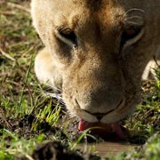 African Cats - galeria zdjęć - filmweb