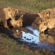 African Cats - galeria zdjęć - filmweb
