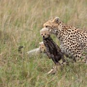 African Cats - galeria zdjęć - filmweb