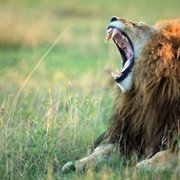 African Cats - galeria zdjęć - filmweb