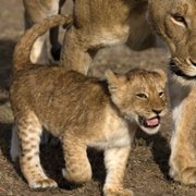 African Cats - galeria zdjęć - filmweb
