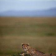African Cats - galeria zdjęć - filmweb