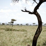 African Cats - galeria zdjęć - filmweb