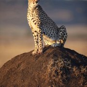 African Cats - galeria zdjęć - filmweb