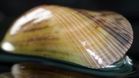 Sezon 1 Odcinek 18 Małże