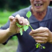 Flavorful Origins - galeria zdjęć - filmweb