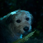Mój pies Artur - galeria zdjęć - filmweb