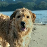 Arthur the King - galeria zdjęć - filmweb