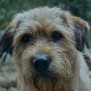 Arthur the King - galeria zdjęć - filmweb