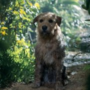 Arthur the King - galeria zdjęć - filmweb