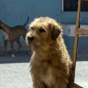 Arthur the King - galeria zdjęć - filmweb