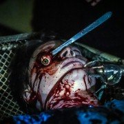Blackburn - galeria zdjęć - filmweb