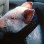Braciszek świnka - galeria zdjęć - filmweb