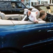 My Brother the Pig - galeria zdjęć - filmweb