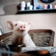 My Brother the Pig - galeria zdjęć - filmweb