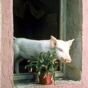 My Brother the Pig - galeria zdjęć - filmweb