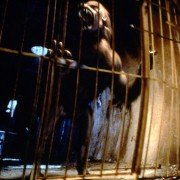 An American Werewolf in Paris - galeria zdjęć - filmweb