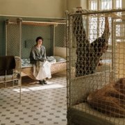 Wiedeńska krew - galeria zdjęć - filmweb