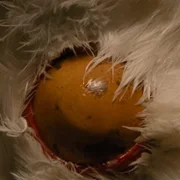 Kota - galeria zdjęć - filmweb