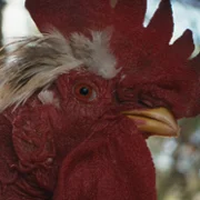 Kota - galeria zdjęć - filmweb