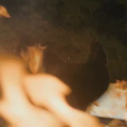 Kota - galeria zdjęć - filmweb