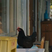Kota - galeria zdjęć - filmweb