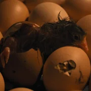 Kota - galeria zdjęć - filmweb
