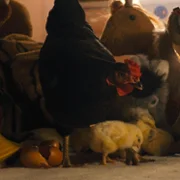Kota - galeria zdjęć - filmweb