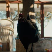 Kota - galeria zdjęć - filmweb
