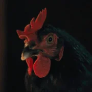 Kota - galeria zdjęć - filmweb