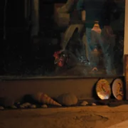 Kota - galeria zdjęć - filmweb