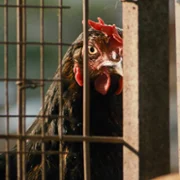 Kota - galeria zdjęć - filmweb