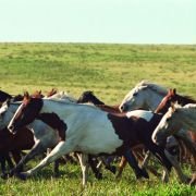 Hidalgo - galeria zdjęć - filmweb